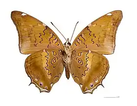 Vista inferior de H. acheronta