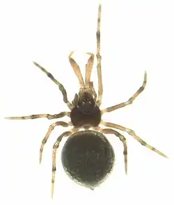 Holarchae sp.