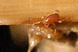 Holoparasitus calcaratus.