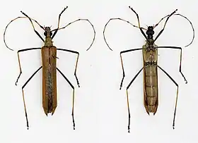 Holopterus annulicornis