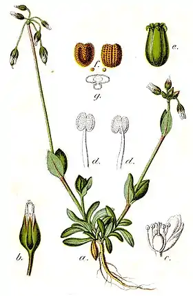 Holosteum umbellatum
