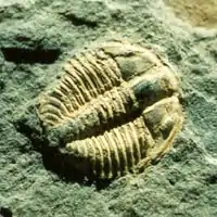 Kootenia, uma trilobita da ordem Corynexochida