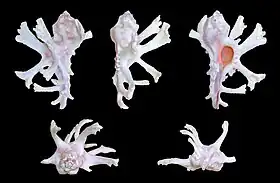 Cinco vistas de H. zamboi, espécie que já pertenceu ao gênero Murex, encontrada nas Filipinas.