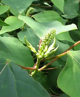 Homolanthus populifolius
