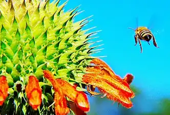 Abelha de mel africana