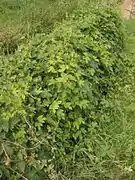 Planta masculinas do lúpulo silvestre.