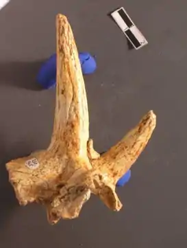 Par de cornos orbitais