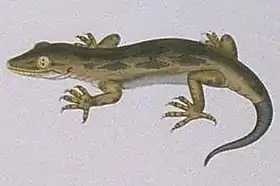 Hoplodactylus pomarii