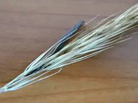 Hordelymus europaeus