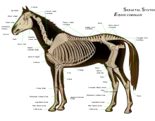 Diagram of a horse skeleton with major parts labeled.