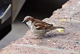 Passer domesticus (macho)