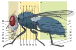 6 = Escutelo em Muscidae (Diptera)