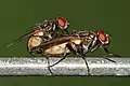 Cópula de Musca domestica