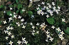 Houstonia caerulea