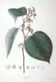 Imagem de Flora Japonica   por Philipp Franz von Siebold e Joseph Gerhard Zuccarini