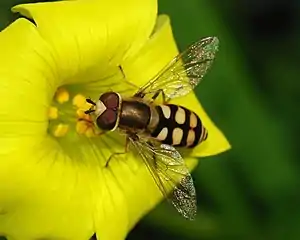 Eupeodes corollae. 1 par de grandes olhos compostos, antenas curtas e apenas 1 par de asas membranosas são algumas das características deste grupo de insetos.