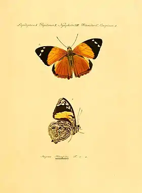 Vista superior e inferior de S. blomfildia, em gravura do século IX (1806).