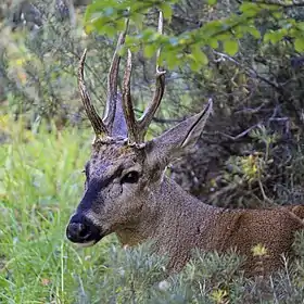 Huemul (Hippocamelus bisulcus)