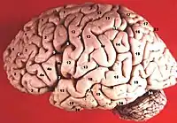 Córtex humano, com suas circunvoluções