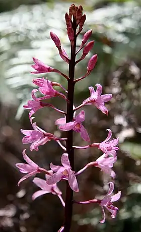 Dipodium roseum