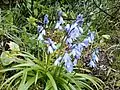 hyacinthoides hispanica
