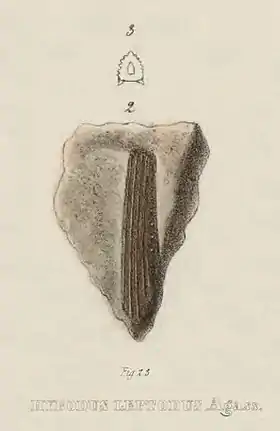 'Hybodus leptodus (holótipo)'