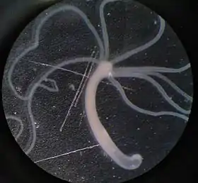 Hydra sp.