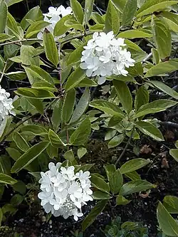Hydrangea heteromalla.