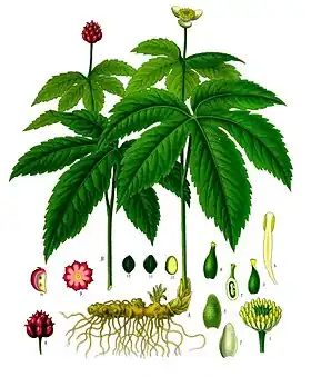 Hydrastis canadensis
