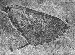 Hydriomena protrita holótipo da asa anterior