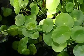 Hydrocotyle bonariensis