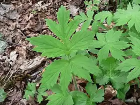 Hydrophyllum tenuipes