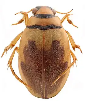 Hygrobia hermanni