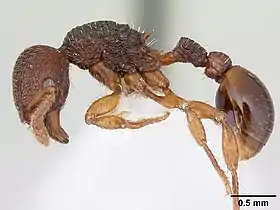 Hylomyrma balzani