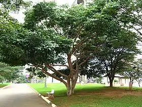 Um jatobá centenário no Parque da Luz, na cidade de São Paulo, frequentemente visitado por bichos-preguiça.