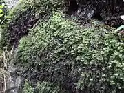 Colónia de Hymenophyllum wilsonii.