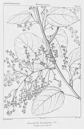 Hyperbaena domingensis