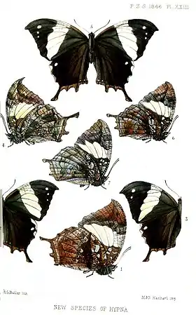 Subespécies de Hypna clytemnestra, em ilustração do ano de 1866.