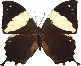 Vista superior de Hypna clytemnestra (ex Anaea clytemnestra), cujo tipo nomenclatural fora coletado no Suriname.