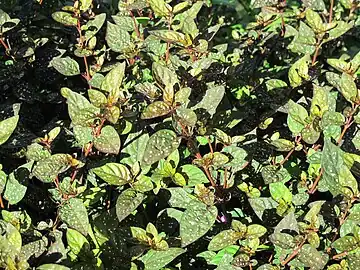 Naturalmente em  Madagascar