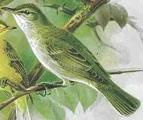 Felosa-das-oliveiras