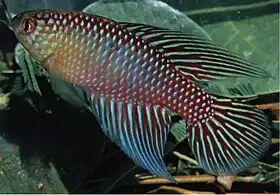 Macho de Hypsolebias fulminantis