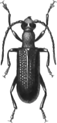 Hysterarthron collare