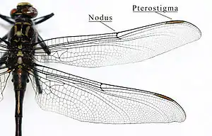 Gomphidae wing structure. Note the similarly sized triangles of the front and hind wings and the widely separate eyes.