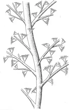 Reconstrução de uma Ibyka.