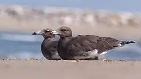 Exemplares adultos em Omã