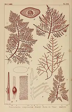 Pterocladiella capillacea.