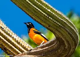 Corrupião no Parque das Dunas, Natal - RN.