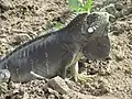 Iguana-verde adulta