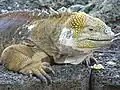 Iguana-terrestre-das-galápagos